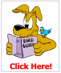 Grammar Guide