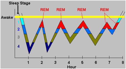 Sleep REM