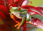 Red Frog